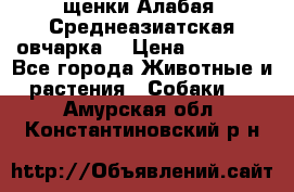 щенки Алабая (Среднеазиатская овчарка) › Цена ­ 15 000 - Все города Животные и растения » Собаки   . Амурская обл.,Константиновский р-н